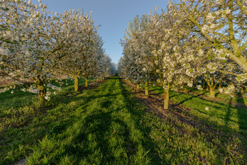 Field of apple fruit trees during sunrise in full bloom with blossom for new fruit to grow during spring