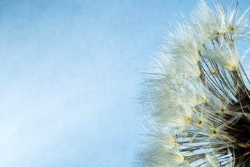 Macro of flower at the studio