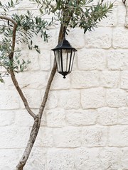 Minimal concept. Lonely olive tree with vintage lantern against  white stone wall.