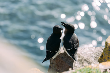 Tordalke auf den Klippen der Isle of May in Schottland