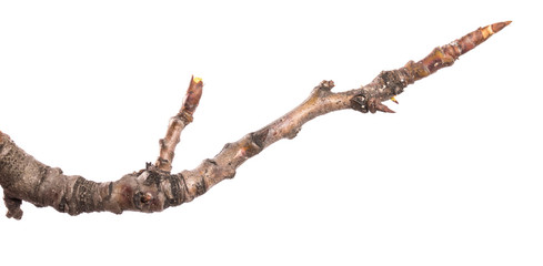 part of an old dry pear tree branch. isolated on white background