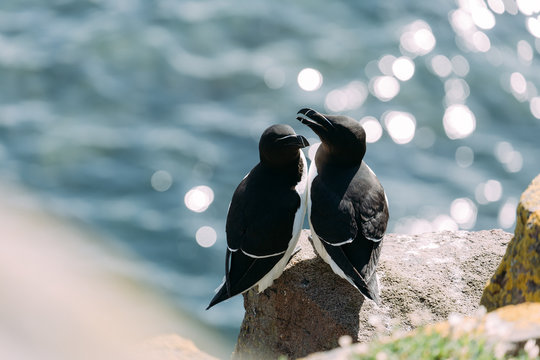 Tordalke auf den Klippen der Isle of May in Schottland