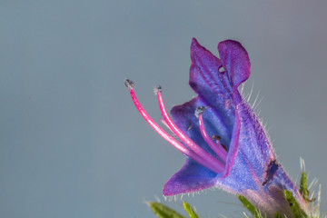 Macro of flower at the studio