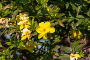 yellow spring flowers against a blurred background. Spring blooming tree