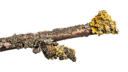 part of an old dry pear tree branch. isolated on white background