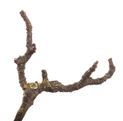 part of an old dry pear tree branch. isolated on white background