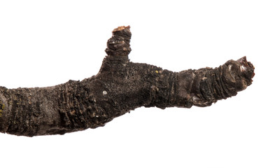 part of an old dry pear tree branch. isolated on white background
