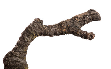 part of an old dry pear tree branch. isolated on white background