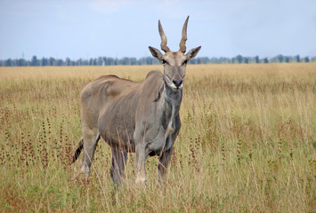 Naklejka na ściany i meble Canna Antelope in grass habitat, Animals National Park. Wildlife concept