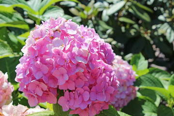 Pink hydrangea flower close-up, Summer background
