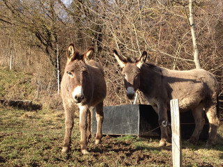 Donkeys