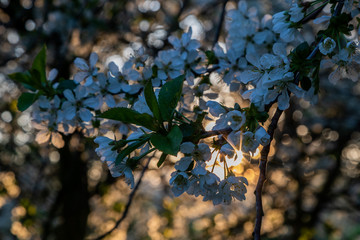Sunrise in the apple fields during Spring with the trees full of blossom for new fruit and rays of sunlight shining through the brances