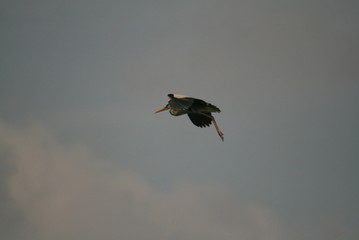 Grey heron (Ardea cinerea) flying in nest period