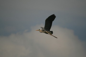 Grey heron (Ardea cinerea) flying in nest period
