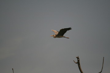 Grey heron (Ardea cinerea) flying in nest period