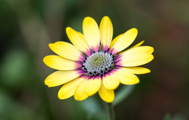 Fototapeta premium Close up of a yellow Osteospernum (daisy like flower) in full bloom, with a pinkish colour surrounding the stamen