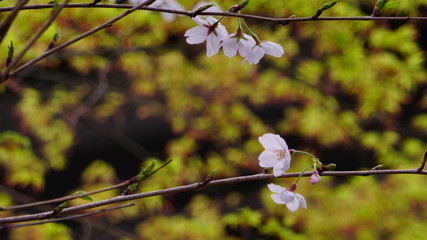 青もみじと桜の花