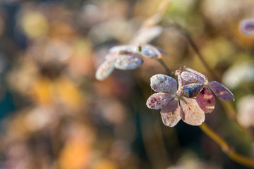 Kwiaty podczas srogiej zimy 