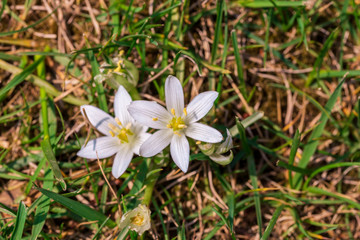 white spring flowers against a green grass background