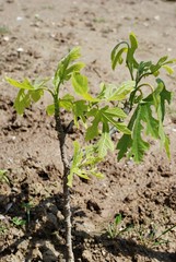 Young fig tree planted in the garden.