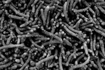 Black and white poster background with natural texture of plant and succulent