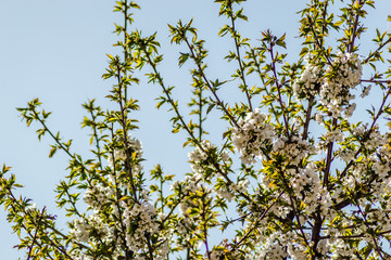 Fototapeta premium Cherry blossom crown blossomed 