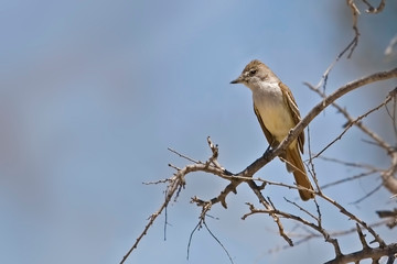 Ash-throated Flycatcher, Myiarchus cinerascens, in tree