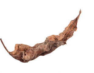 old dry swirling leaf of a plant. isolated on white background