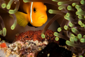 Clownfish breeding his eggs.