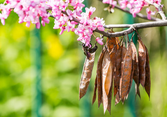 Cercis siliquastrum or Judas tree, ornamental tree blooming with beautiful deep pink colored flowers in the spring. Eastern redbud tree blossom. Old seed pods and black bumblebee on flowers.