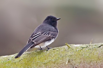 Black Phoebe, Sayornis nigricans, looking back