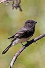 Vertical of Black Phoebe, Sayornis nigricans, perched on branch