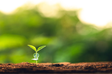 Three saplings are growing on the soil and a natural green background