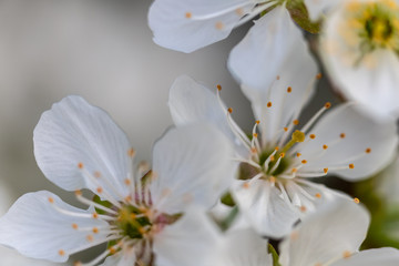 close up of a apple fruit blossom in spring with a clear view on the different parts of the flower such as sepal, pedal, stigma and  anther.