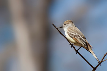 Brown-crested Flycatcher, Myiarchus tyrannulus,perched