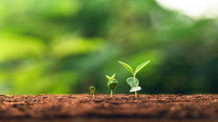 Three saplings are growing on the soil and a natural green background