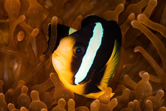 Clownfish in maldives