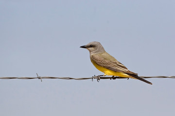 Cassins Kingbird, Tyrannus vociferans, sitting on barbed wire