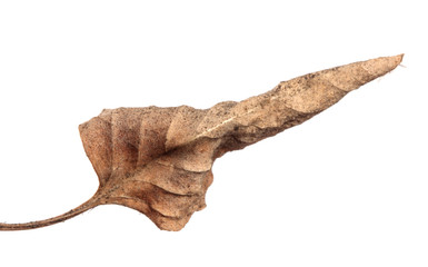 old dry swirling leaf of a plant. isolated on white background