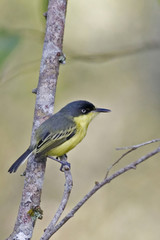Vertical of Common Tody-Flycatcher, Todirostrum cinereum