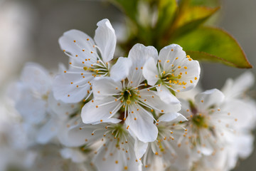 close up of a apple fruit blossom in spring with a clear view on the different parts of the flower such as sepal, pedal, stigma and  anther.