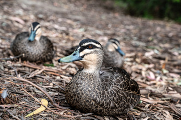 Pacific black duck, Anas superciliosa, resting amongst fallen leaves, Kennett River, Australia.