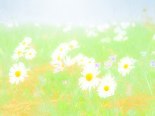 Fototapeta na wymiar meadow of blooming daisies in spring