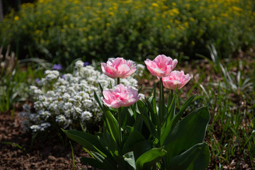 Fototapeta premium garden scene with tulips blooming in white and pink in front of madwort (Alyssum) and other green plants in the blurry background