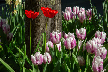 Tulips blooming in red and in a mix of white and pink in front of an old tree trunk