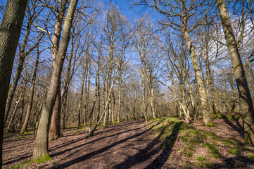 Spring in the woods , beautiful English forest