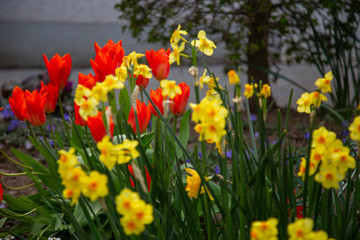 Obraz premium red tulips in full bloom with blurry yellow daffodils in front and an old tree trunk in the blurry background