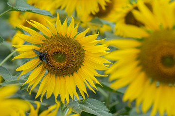 closeup sunflower and working bee nature background