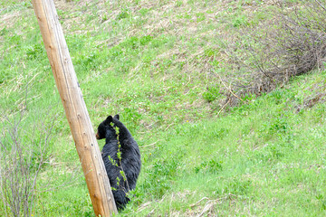 A black bear in the grass next to a thick pole, Manning Park, Canada