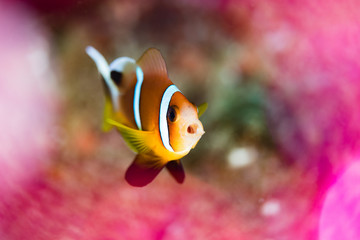 Fototapeta na wymiar Clownfish in maldives